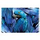 Bali Blue Canga Arara Azul