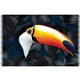 Bali Blue Canga Face Tucano